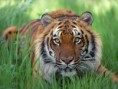 Tiger bengalský